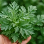 newimgi_20_Wormwood-Herb-1